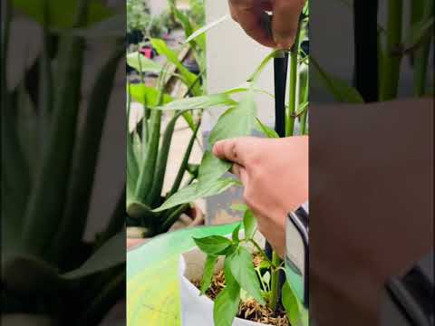 CARA BUANG TUNAS AIR/TUNAS SISI